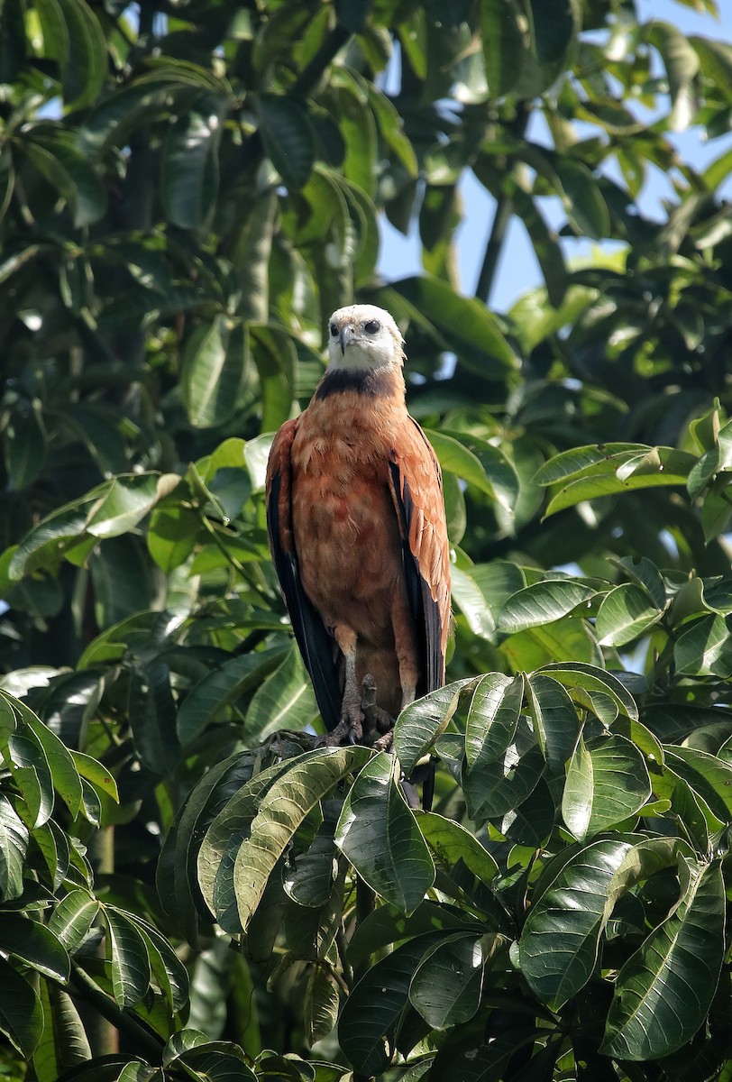 Black-collared Hawk - ML645578685