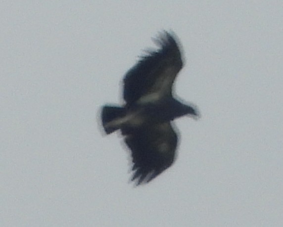 Chaco Eagle - ML645578694