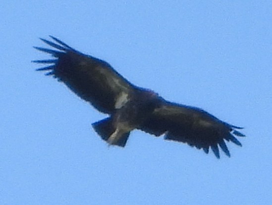 Chaco Eagle - ML645578695