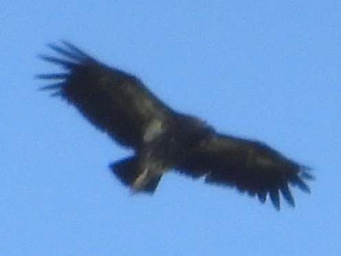 Chaco Eagle - ML645578699