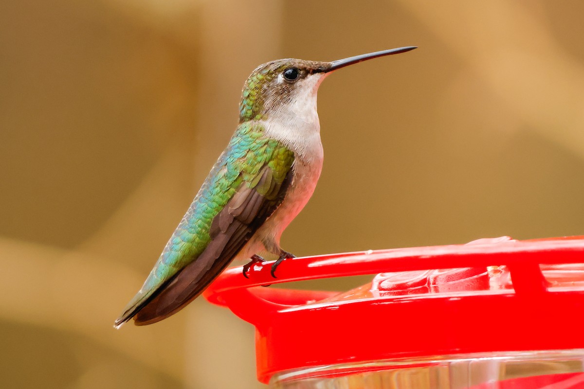 Колібрі рубіновогорлий - ML645578700