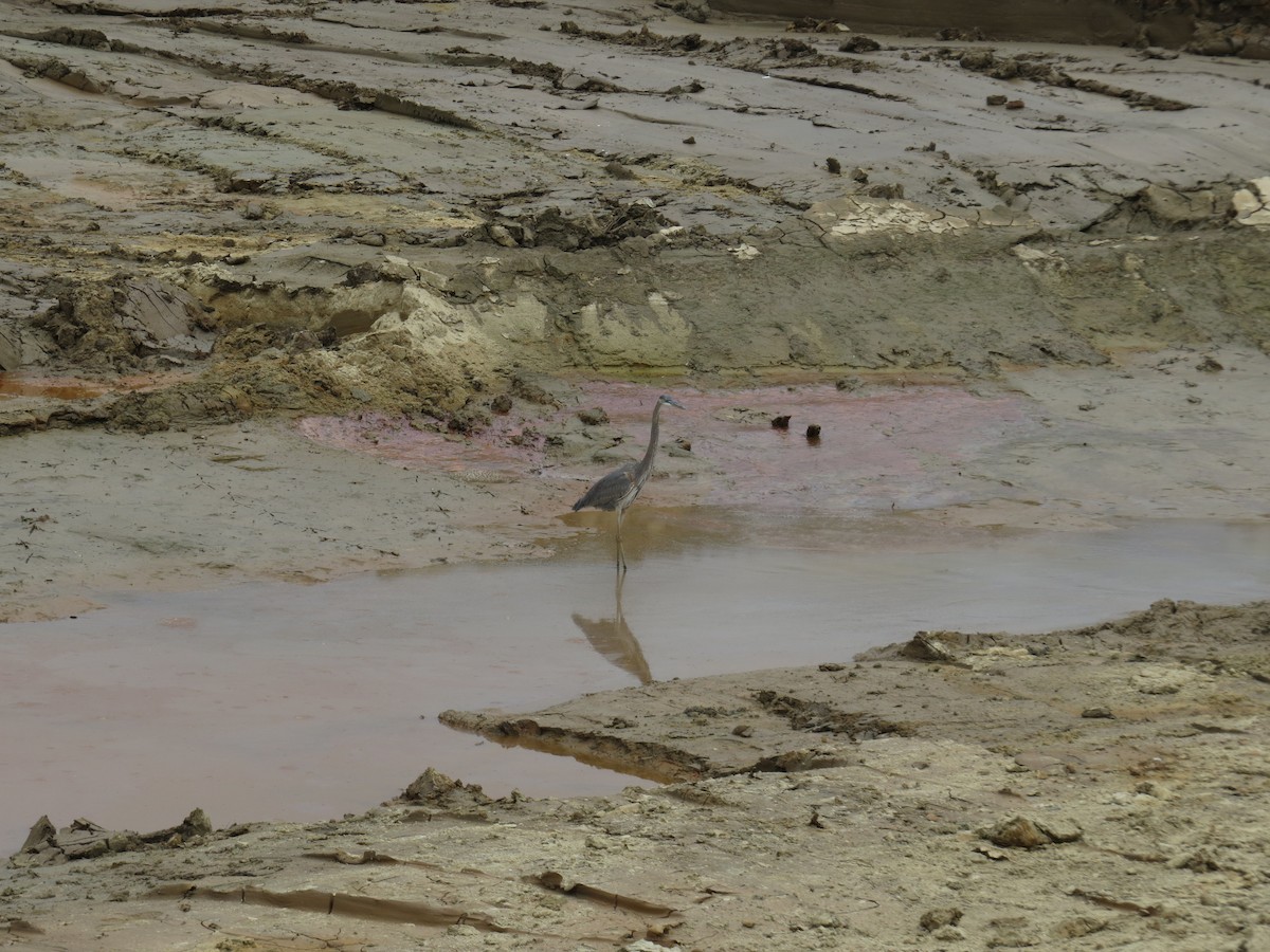 Great Blue Heron - ML645578703