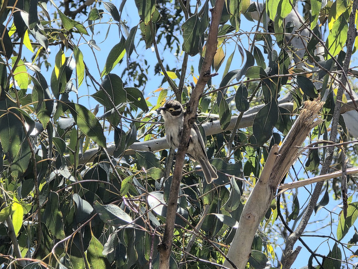 Braunkopf-Honigfresser - ML645578706