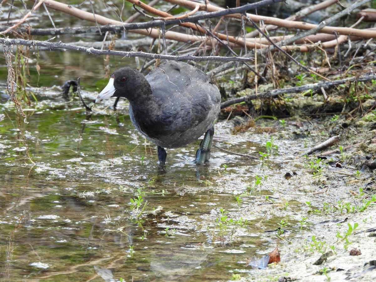 Focha Americana - ML645578707