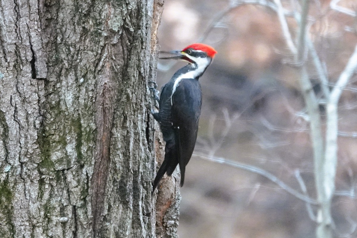 Pileated Woodpecker - ML645578710
