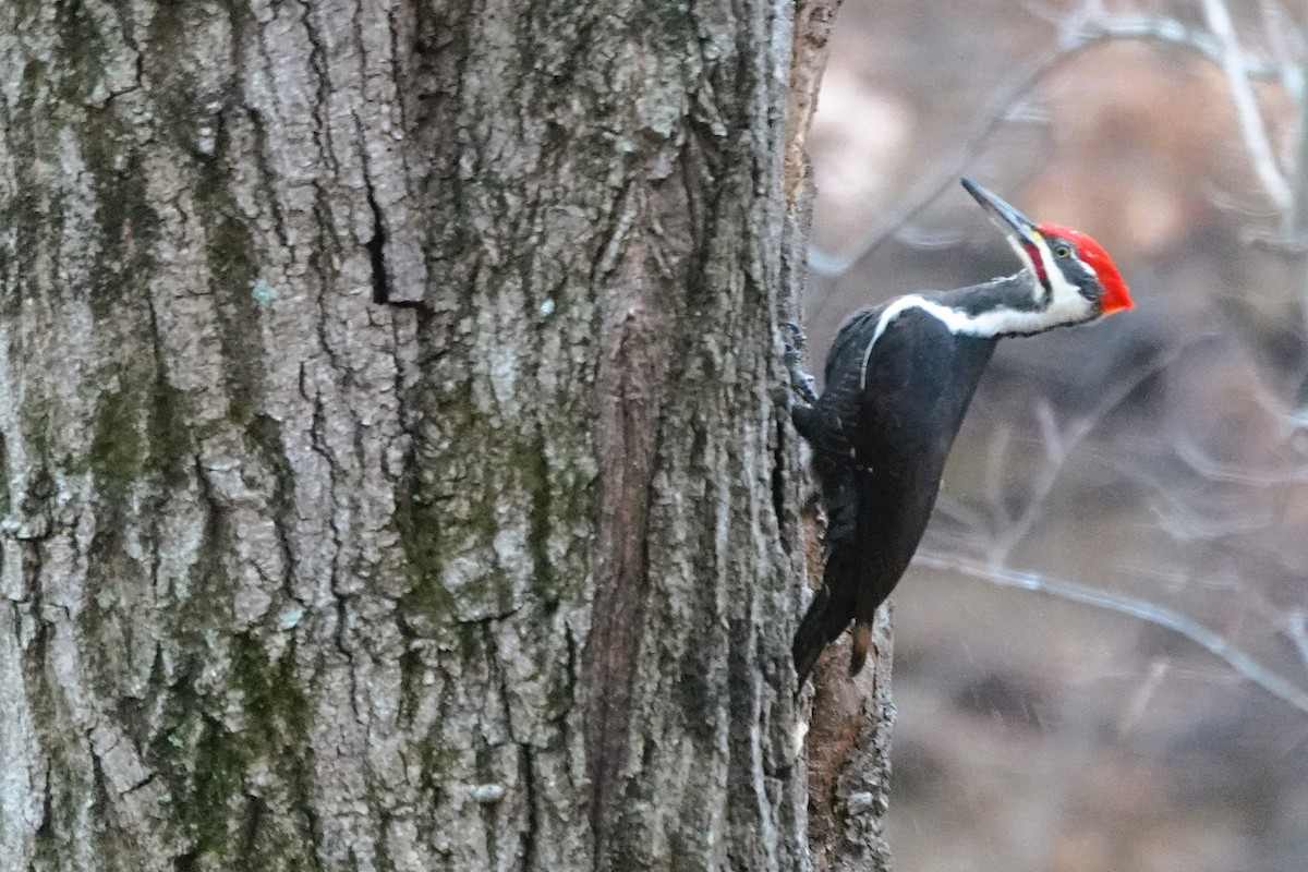 Pileated Woodpecker - ML645578715