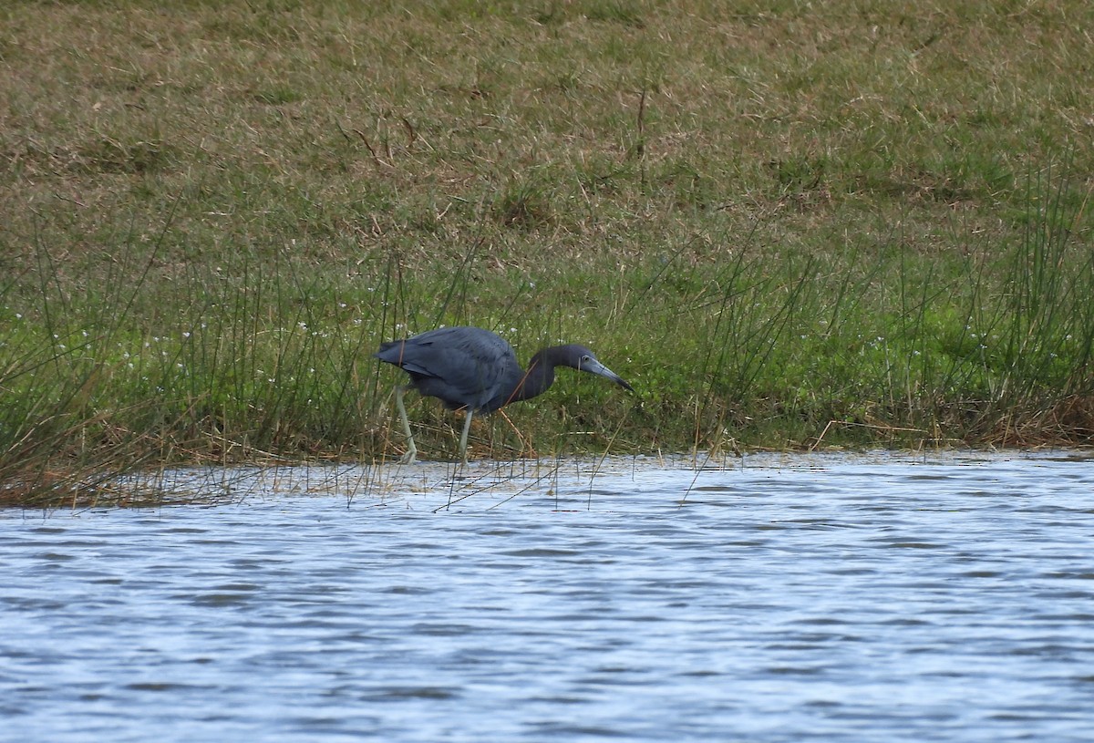 לבנית כחולה קטנה - ML645578718