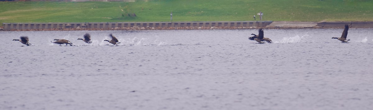 Canada Goose - ML645578721