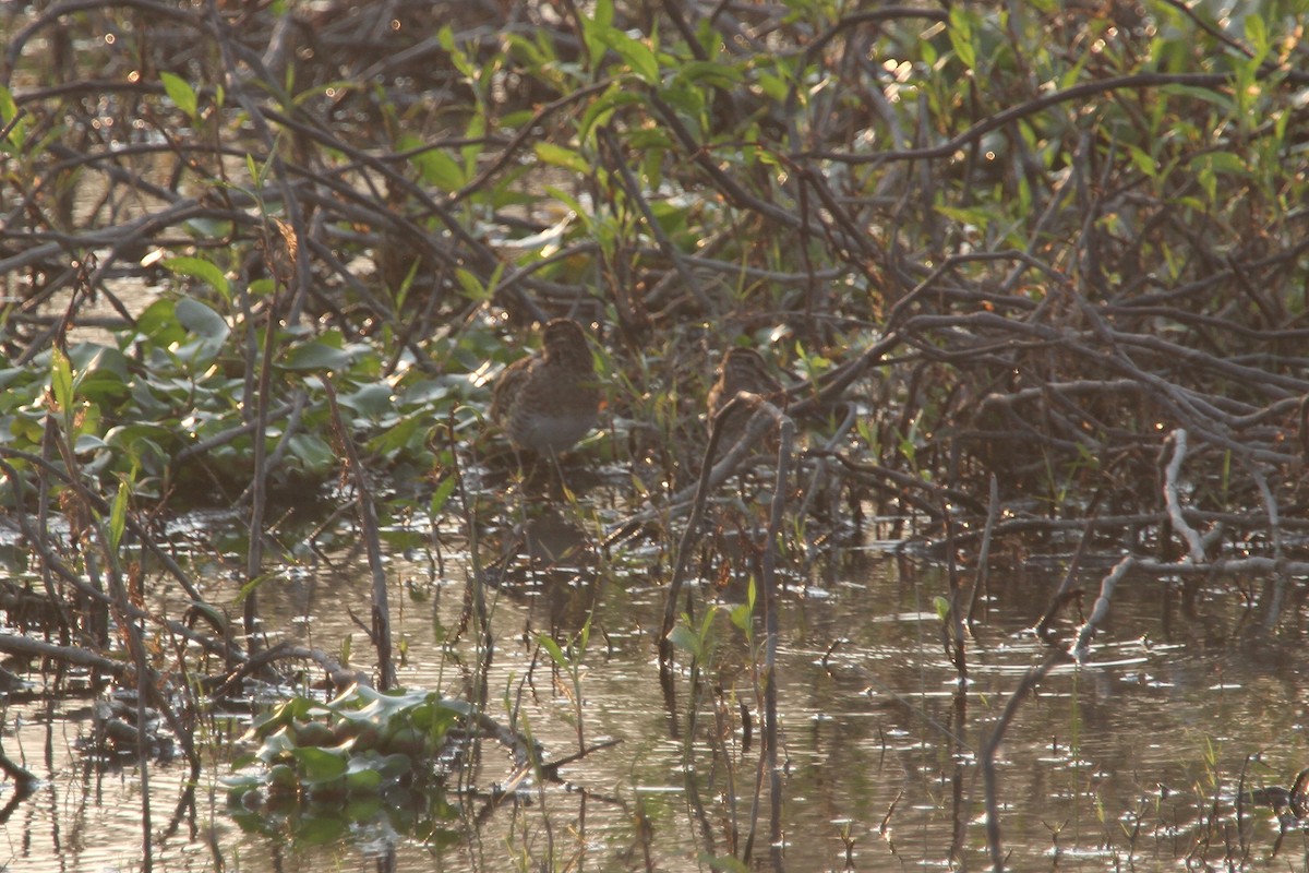 חרטומית ביצות - ML645578731