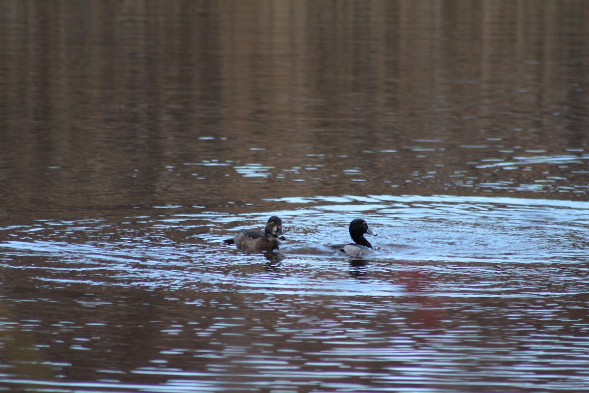Ring-necked Duck - ML645578734