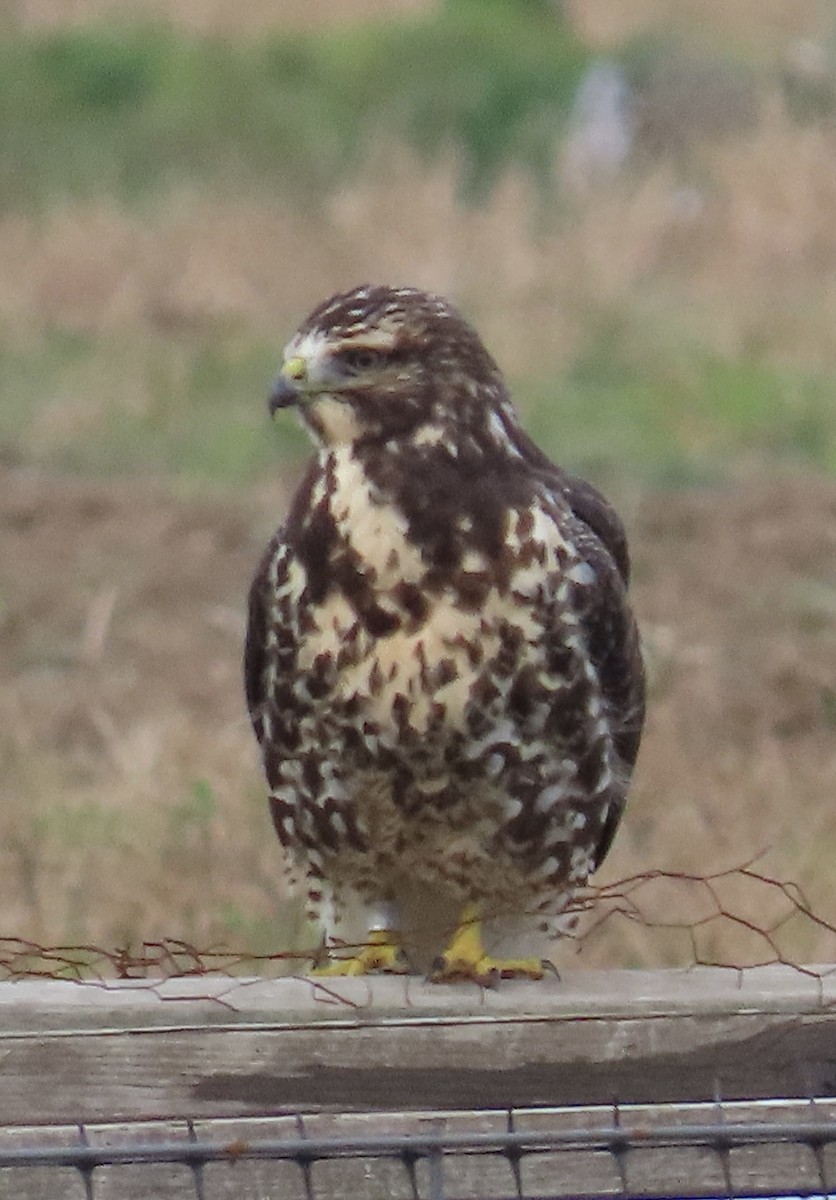 Swainson's Hawk - ML645578735