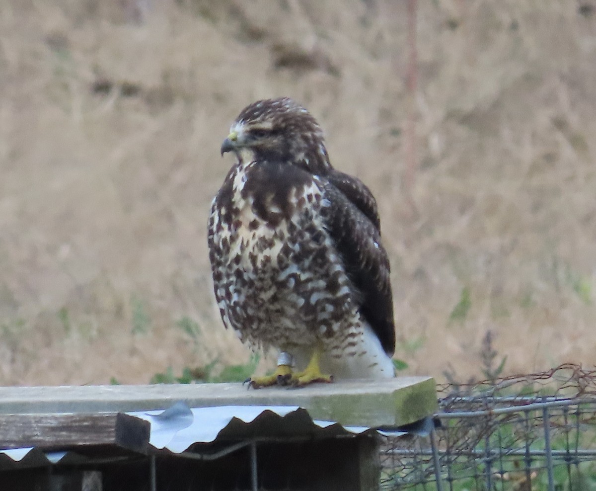 Swainson's Hawk - ML645578736