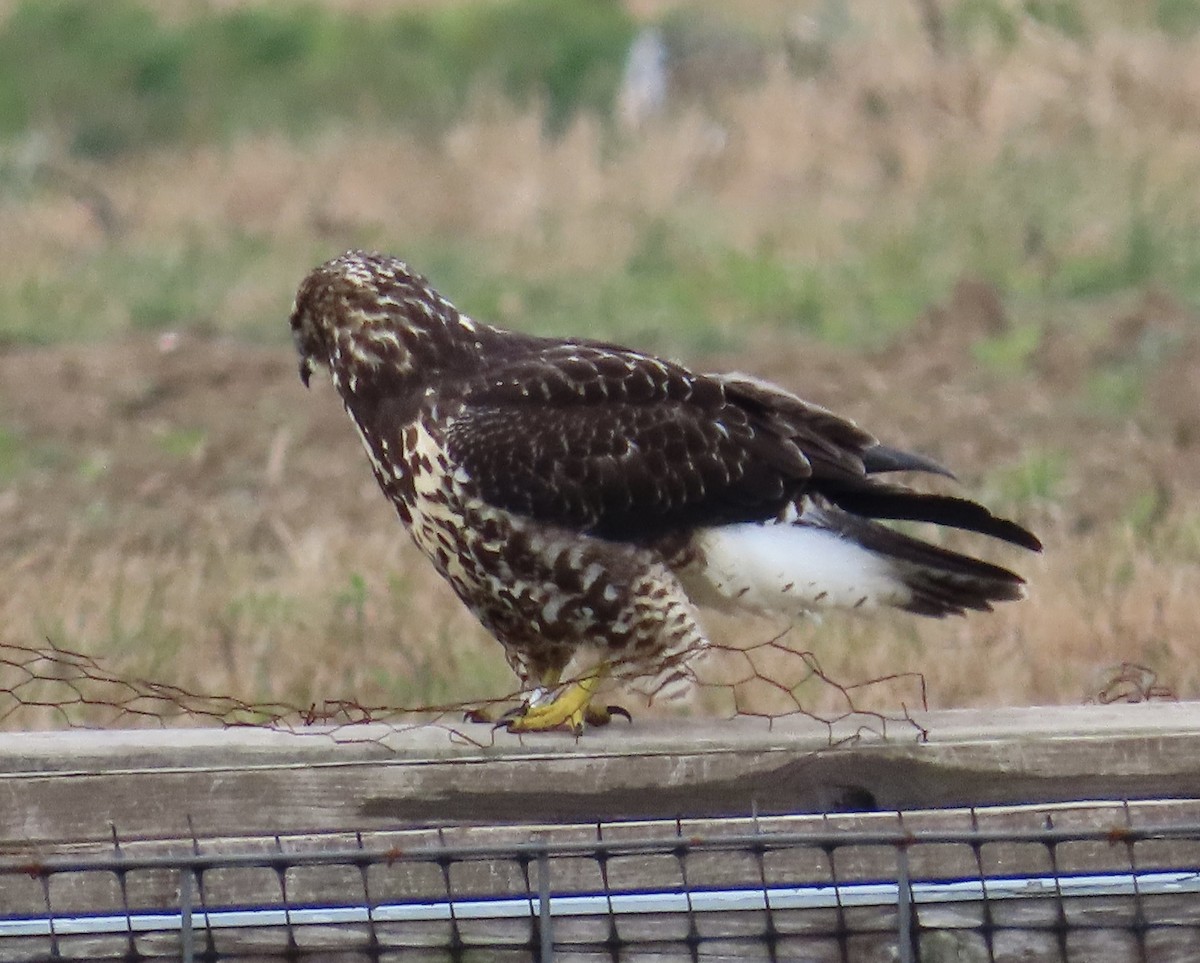 Swainson's Hawk - ML645578737