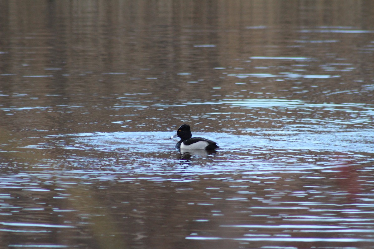 Ring-necked Duck - ML645578738