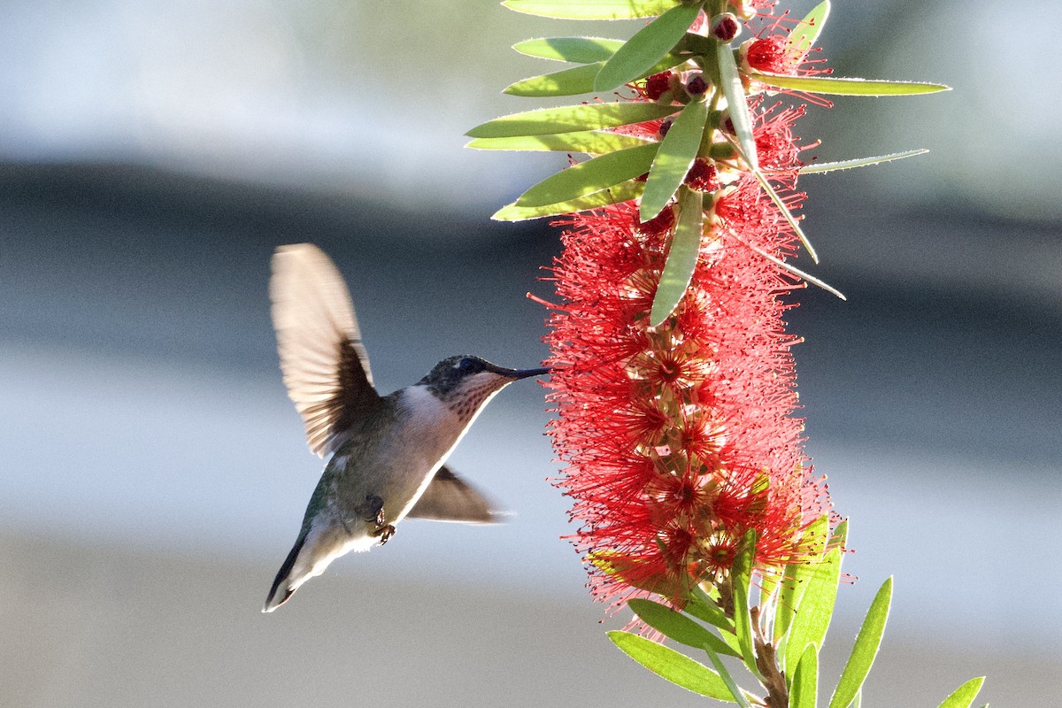 Колібрі рубіновогорлий - ML645578745