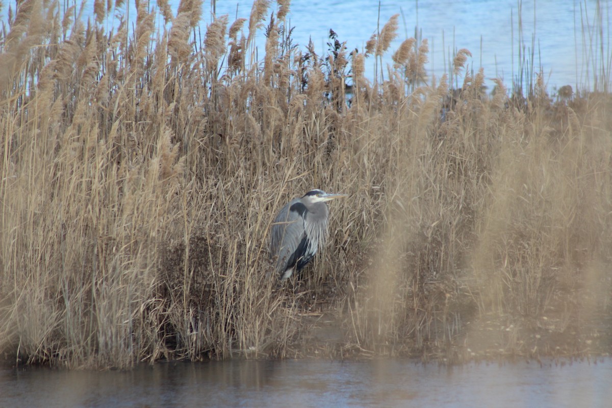 Great Blue Heron - ML645578746
