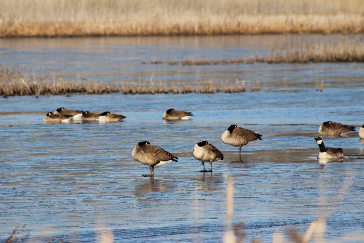 Canada Goose - ML645578747