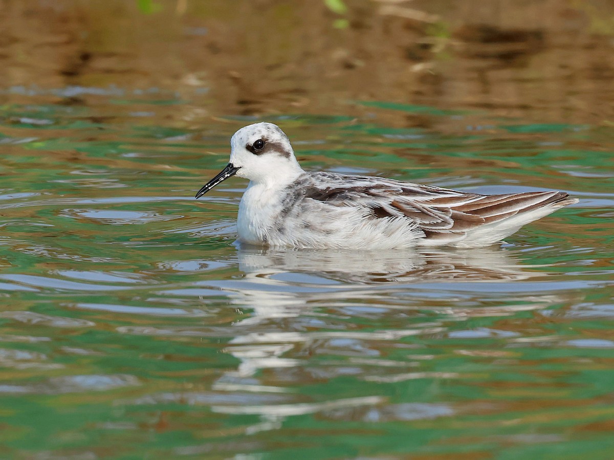 Red-necked Phalarope - ML645578749