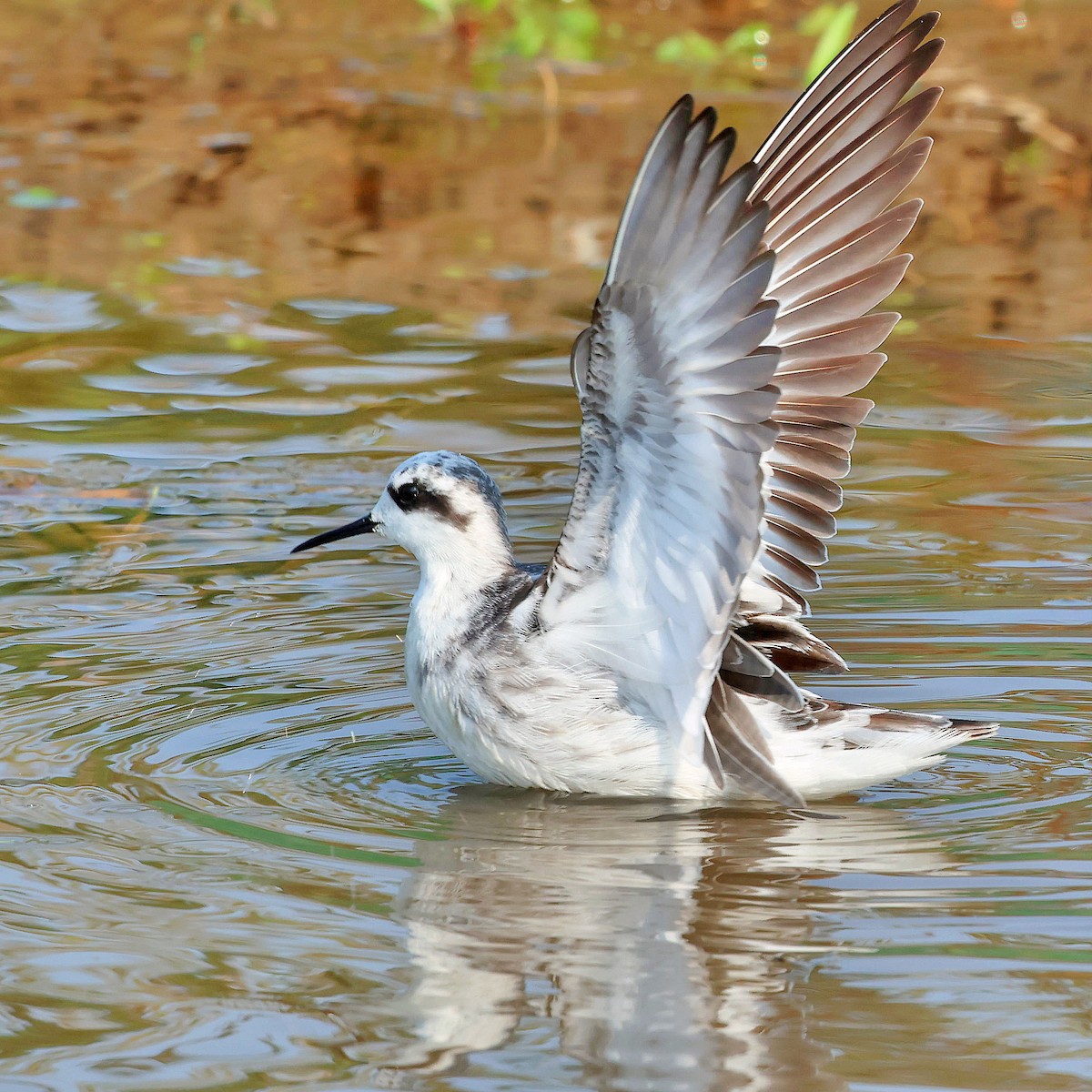 Red-necked Phalarope - ML645578750