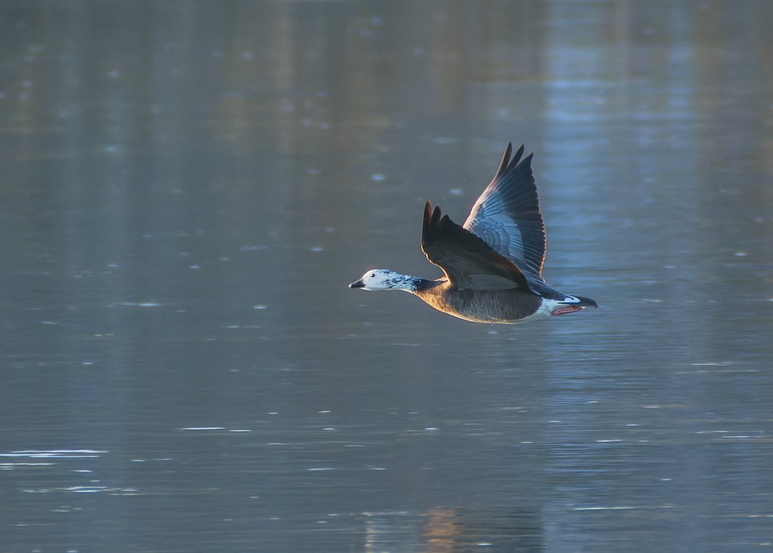 husa sněžní x berneška velká (hybrid) - ML645578753