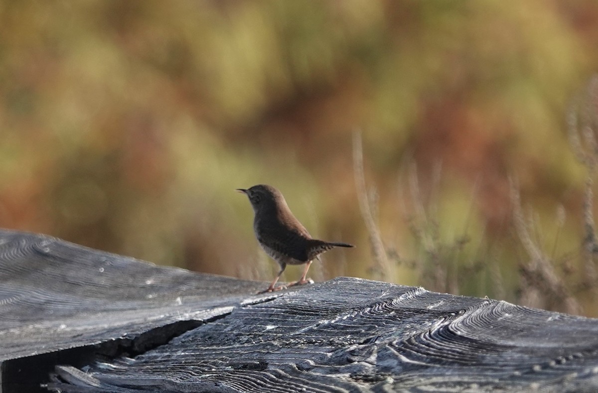Northern House Wren - ML645578754