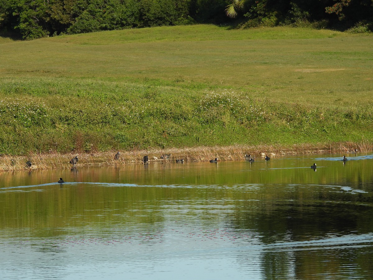 Focha Americana - ML645578767