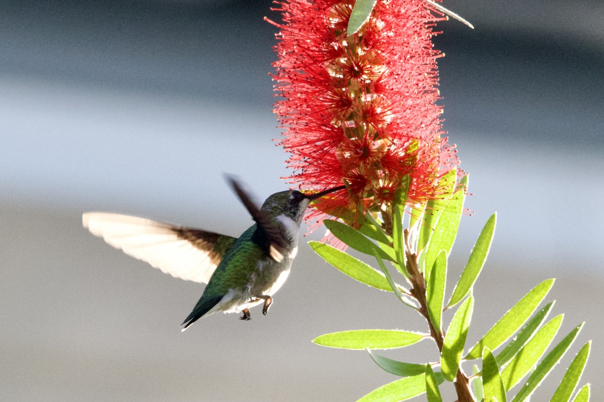 Колібрі рубіновогорлий - ML645578768