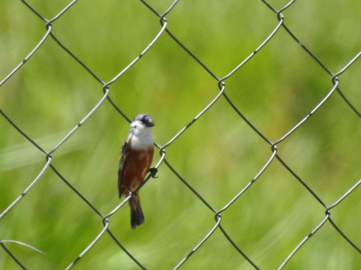 Болотный просяночник - ML645578771