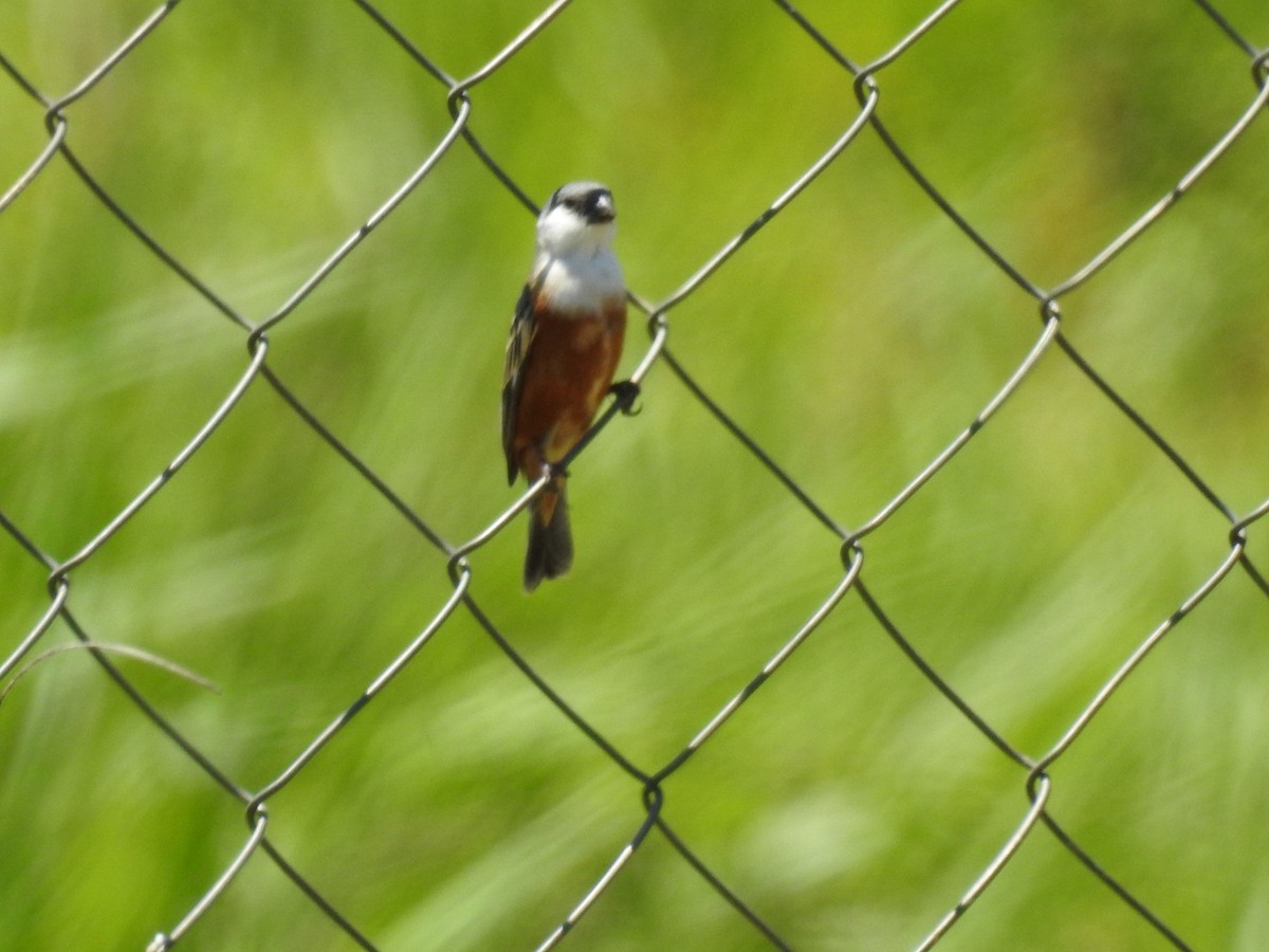 Болотный просяночник - ML645578772