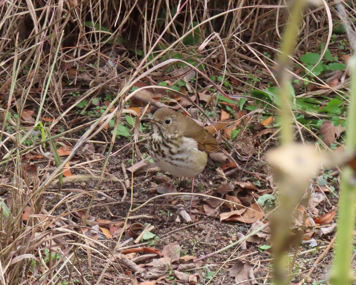 Hermit Thrush - ML645578773