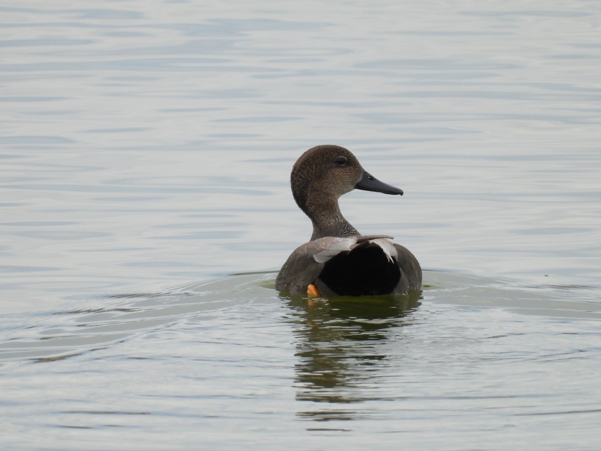 Серая утка - ML645578775