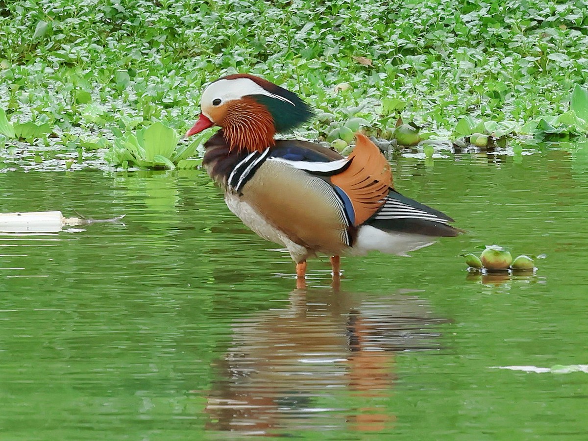 Mandarin Duck - ML645578776