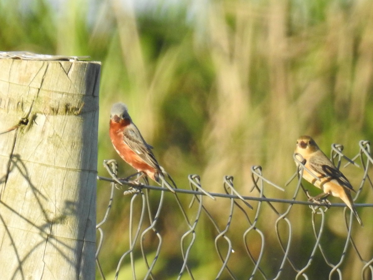 Chestnut Seedeater - ML645578779