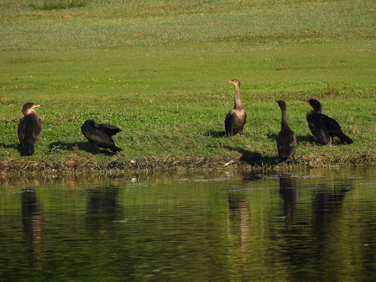 קורמורן אמריקני - ML645578780
