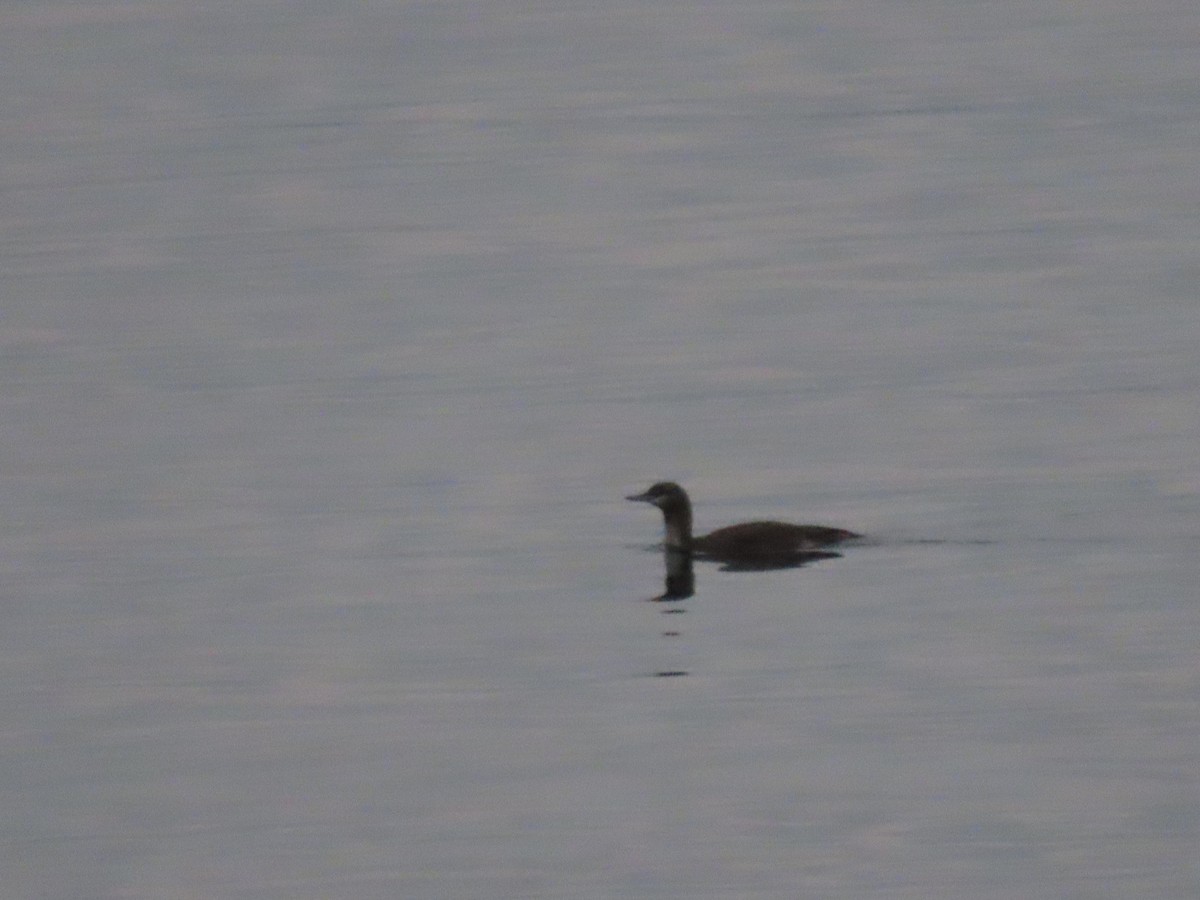 Red-throated Loon - ML645578786