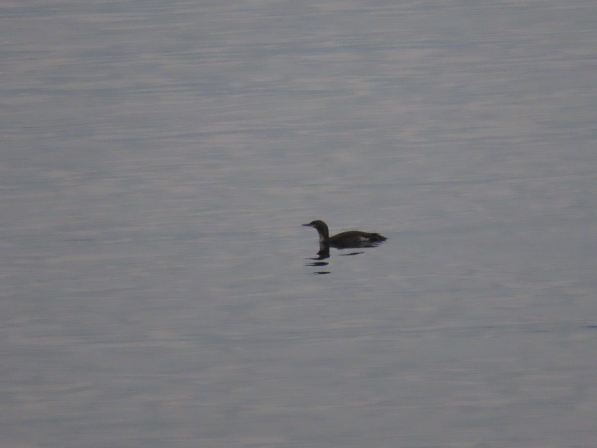 Red-throated Loon - ML645578787