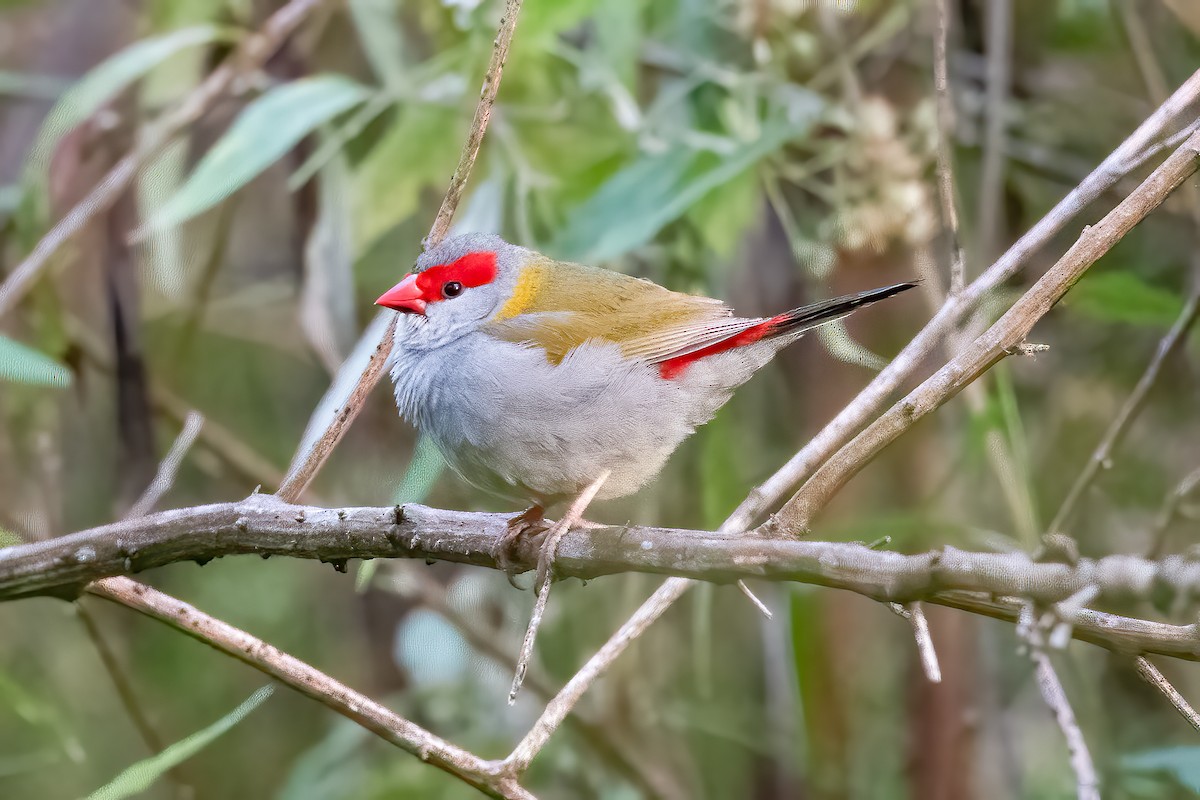 Red-browed Firetail - ML645578790