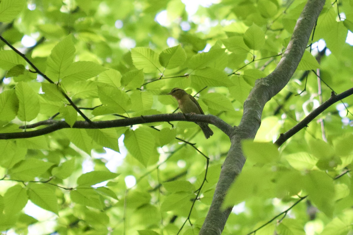 Worm-eating Warbler - ML645578796