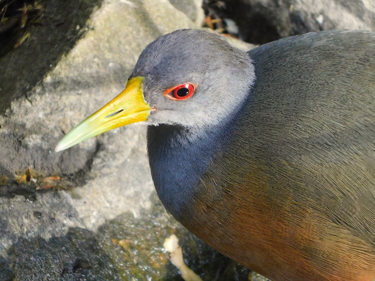 Gray-cowled Wood-Rail - ML645578799