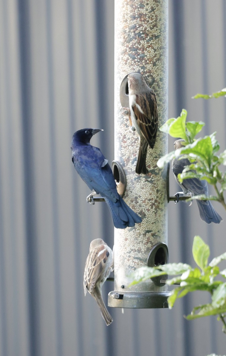 Shiny Cowbird - ML645578801