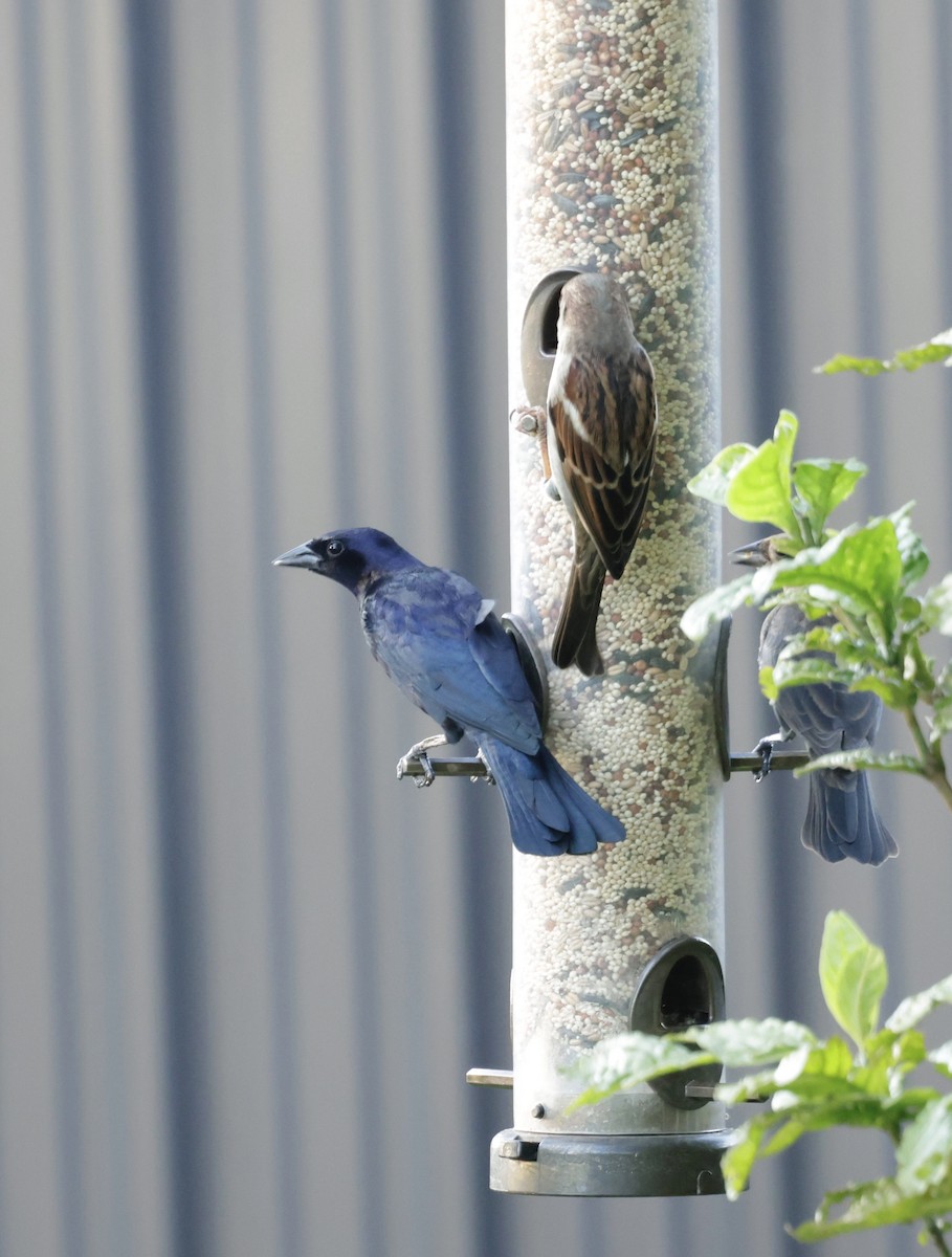 Shiny Cowbird - ML645578804