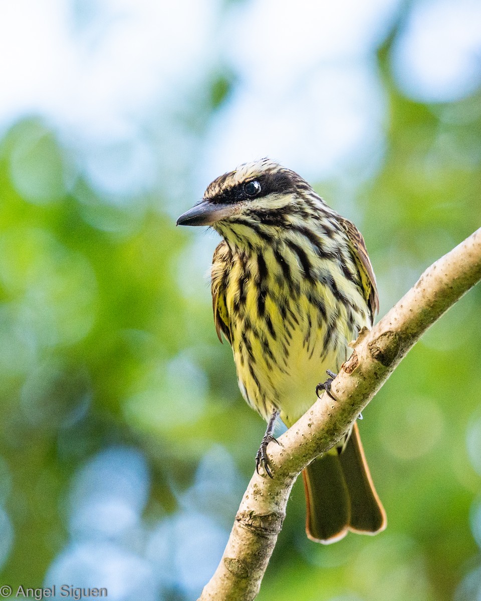 Streaked Flycatcher - ML645578813