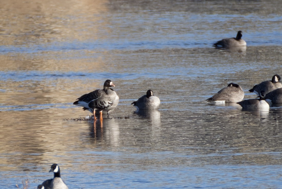 husa běločelá - ML645578815