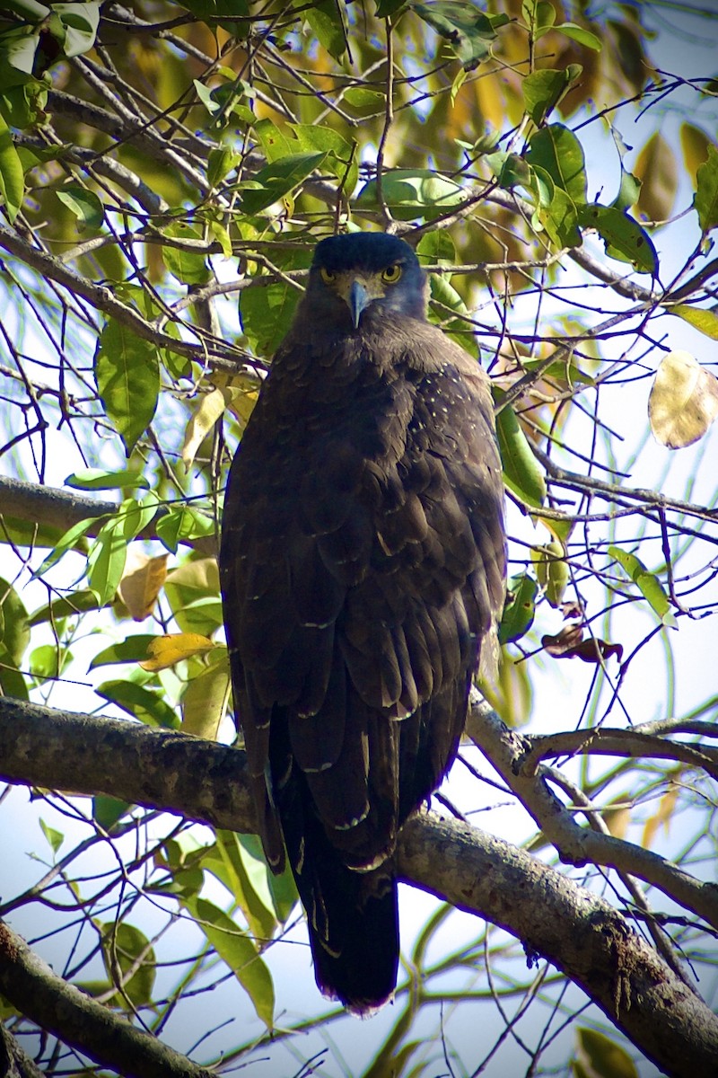 Хохлатый змееяд - ML645578816