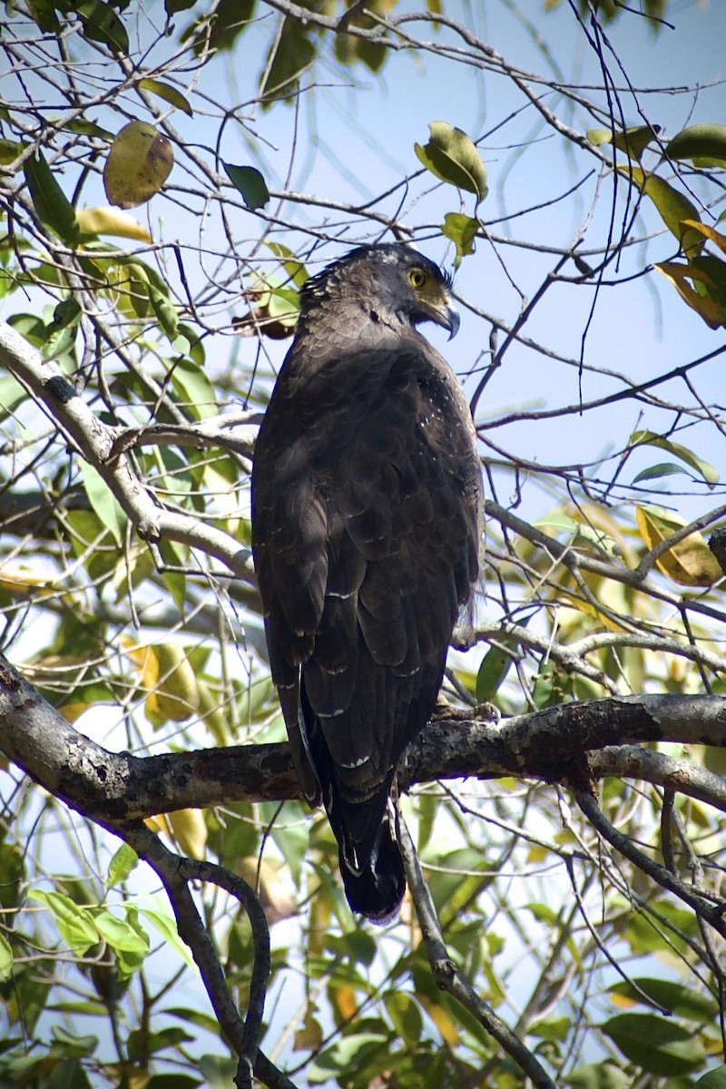 Хохлатый змееяд - ML645578817