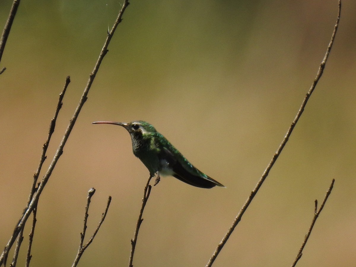 White-tailed Goldenthroat - ML645578818