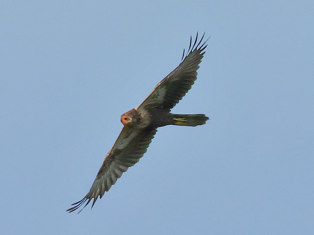 Eastern Marsh Harrier - ML645578820