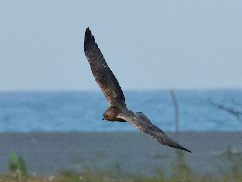 Eastern Marsh Harrier - ML645578821