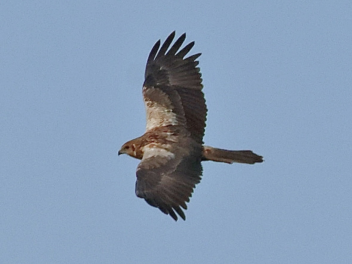 Eastern Marsh Harrier - ML645578822