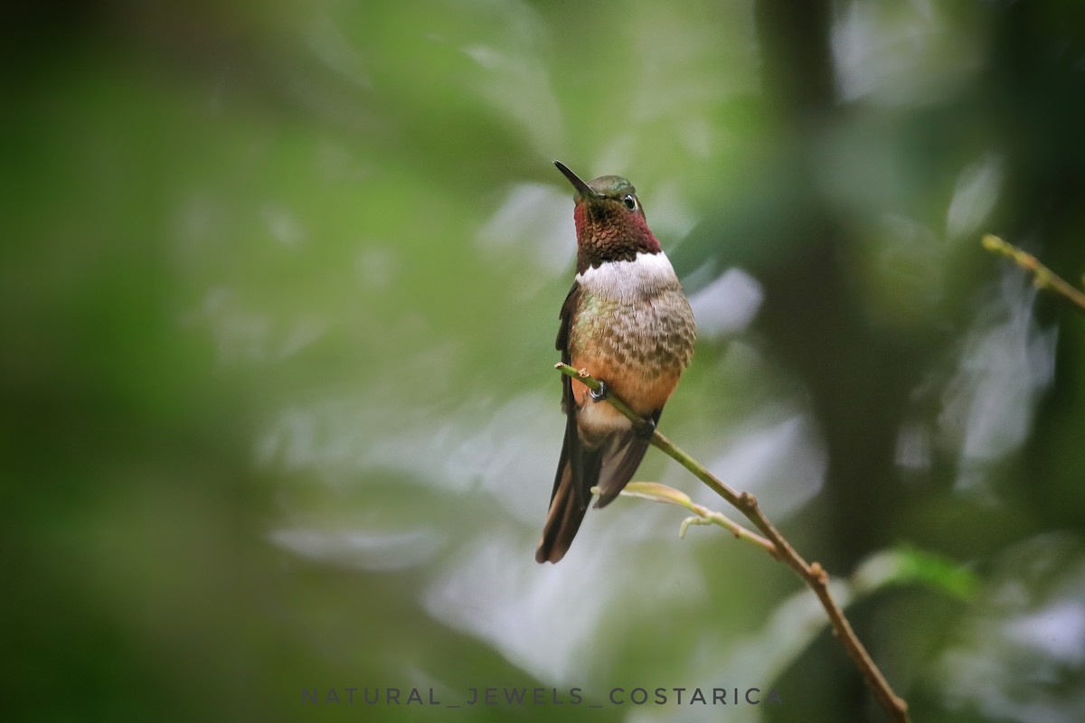 Magenta-throated Woodstar - ML645578824
